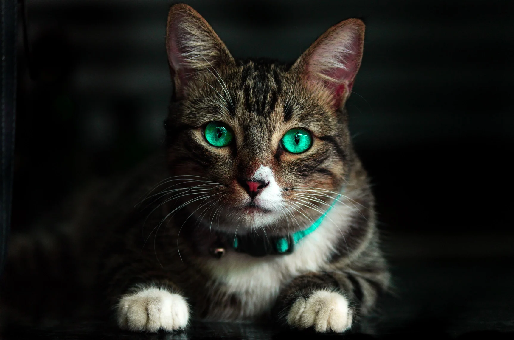cats cats